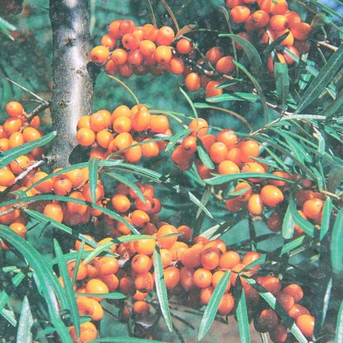 Ostatní drobné ovoce - Rakytník řešetlákový 'Podruga' květináč 2,5 litru, keř, samice