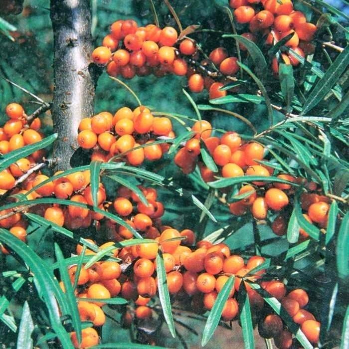 Drobné ovoce - Rakytník řešetlákový 'Podruga' květináč 2 litry, keř, samice