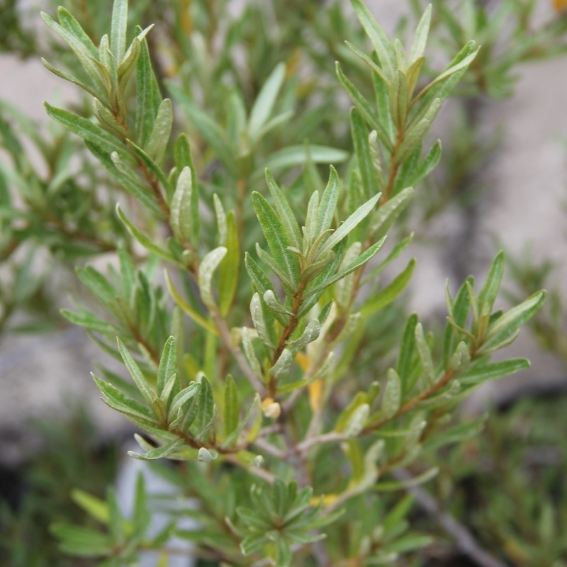 Ostatní drobné ovoce - Rakytník řešetlákový 'Pollmix' květináč 3 litry, keř, samec