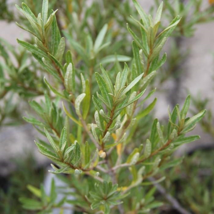 Ostatní drobné ovoce - Rakytník řešetlákový 'Romeo' květináč 2,5 litru, keř, samec