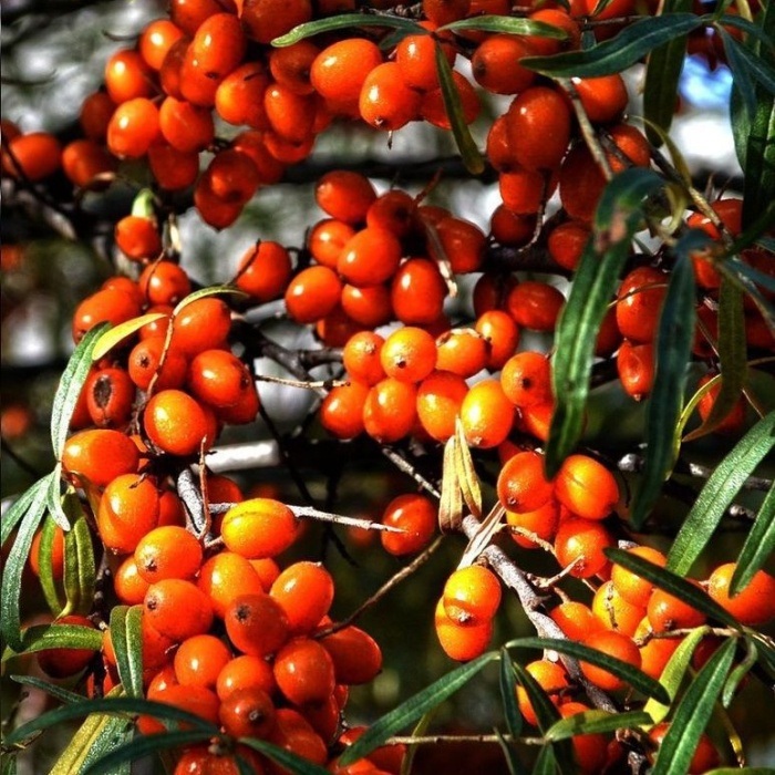 Ostatní drobné ovoce - Rakytník řešetlákový 'Vitaminhochzeit' výška 40/60cm, květináč 3,4 itru