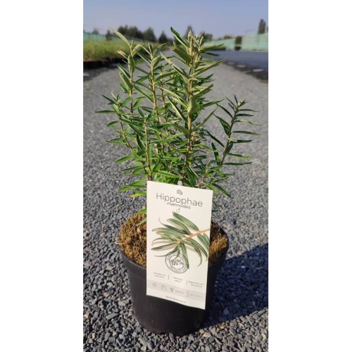 Ostatní drobné ovoce - Rakytník řeštlákový 'Hicull' 2,5 litru, samčí