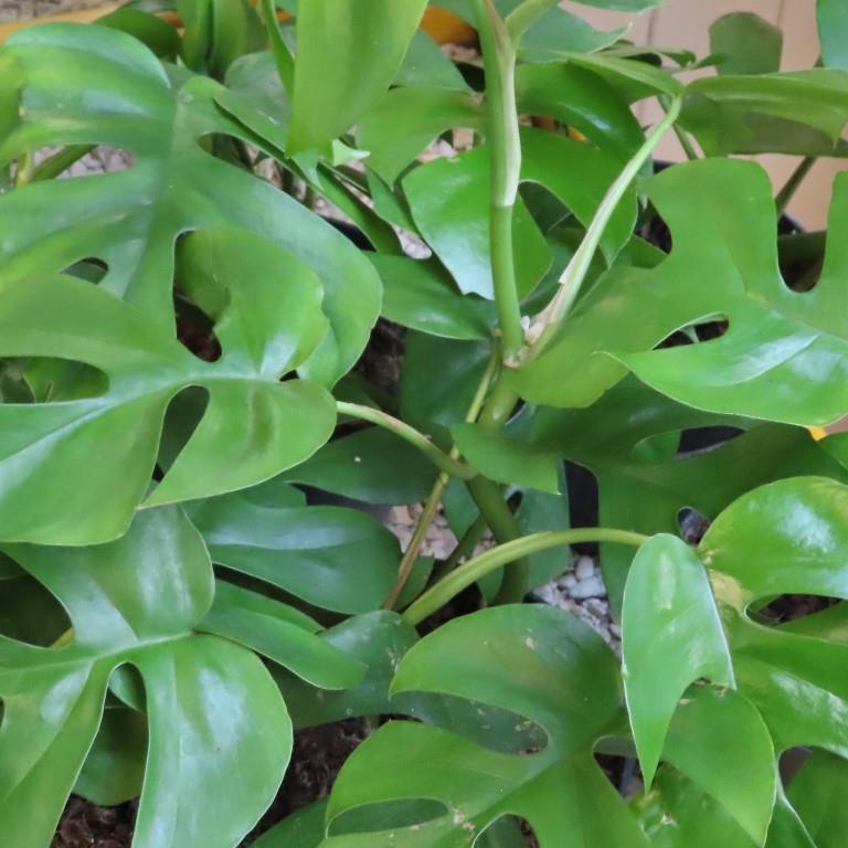 Okrasné pokojové rostliny - Raphidophora tetrasperma P15