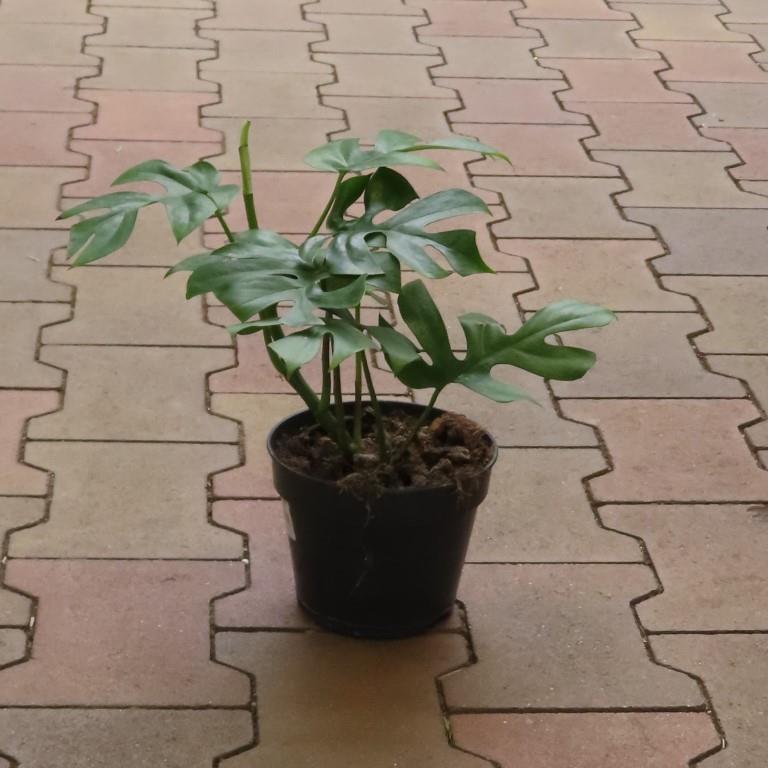 Raphidophora tetrasperma P15-0