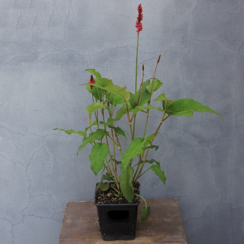 Rdesno 'Fat Domino'® 11cm-0