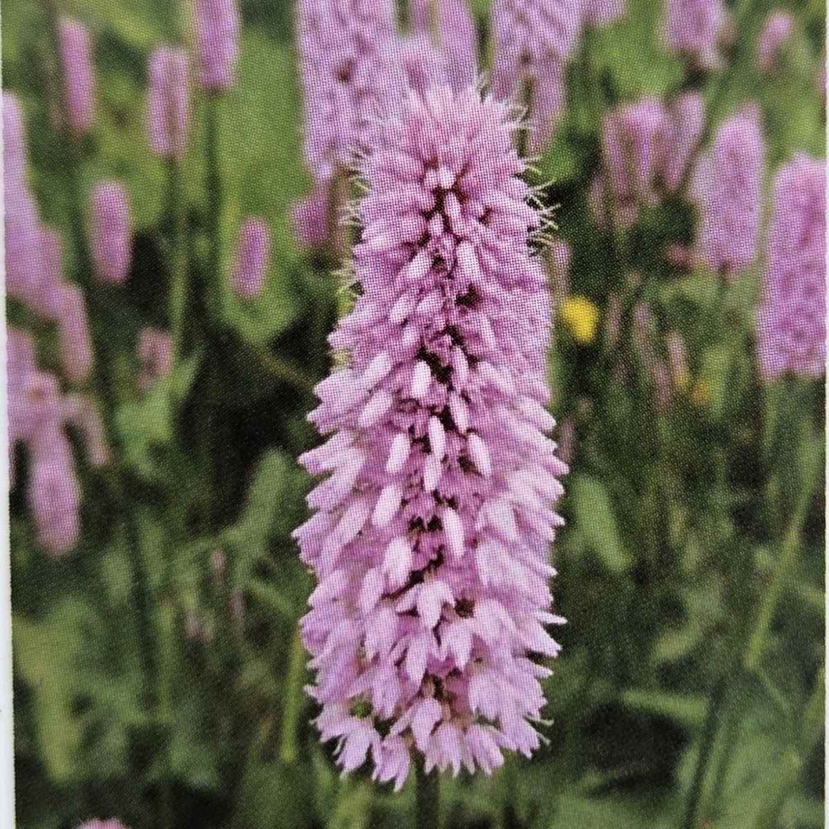 Na slunce - Rdesno hadí kořen květináč 9cm