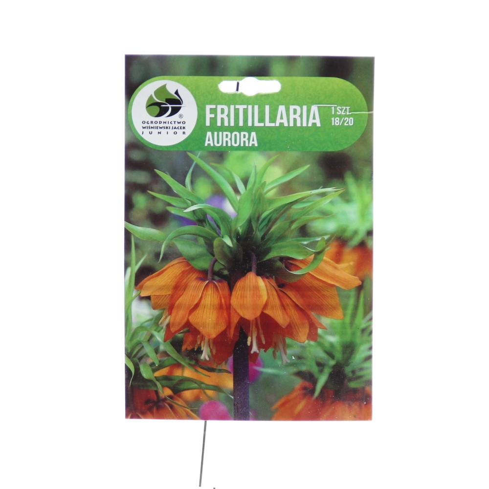 Rostliny - Řebčík Aurora 1ks