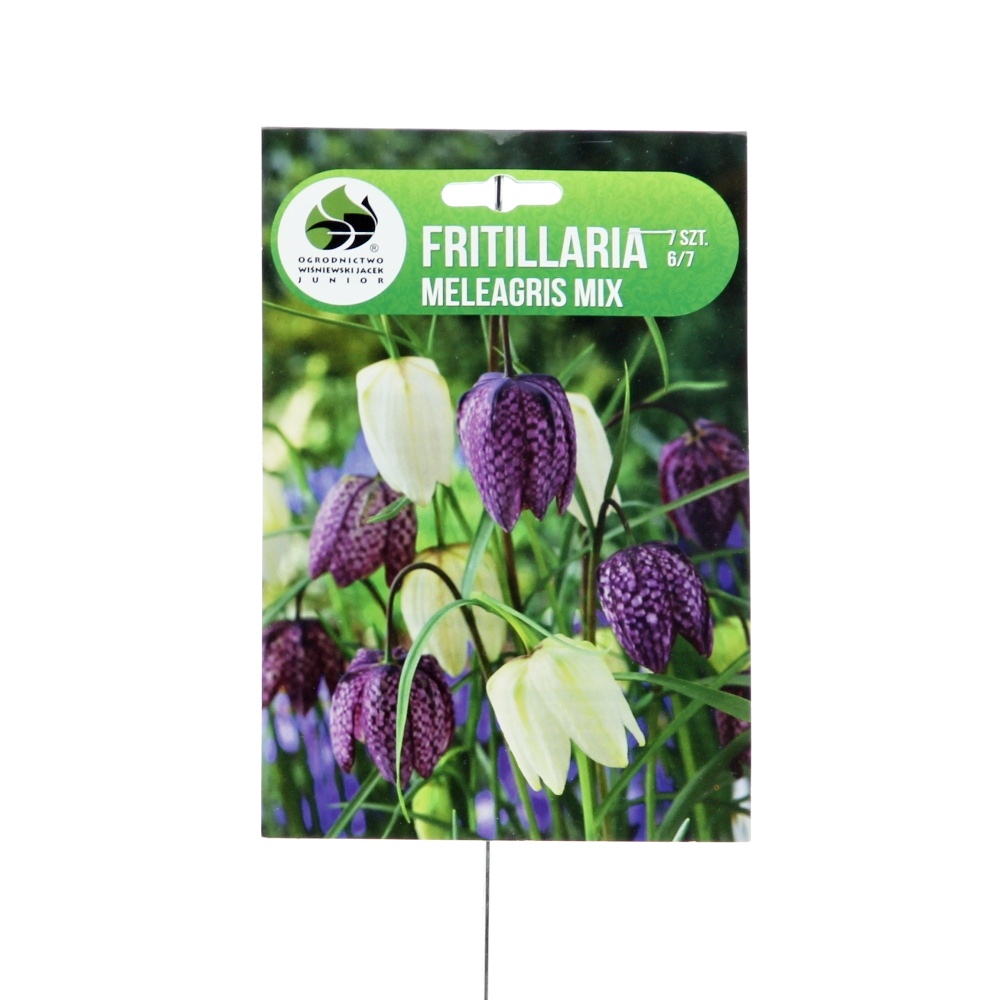 Rostliny - Řebčík kostkovaný 7ks