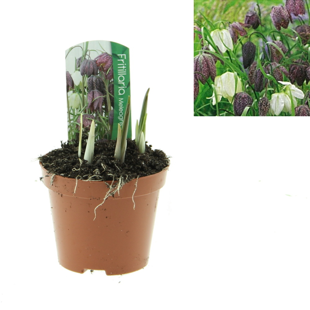 Rychlené cibuloviny - Řebčík kostkovaný květináč 9cm