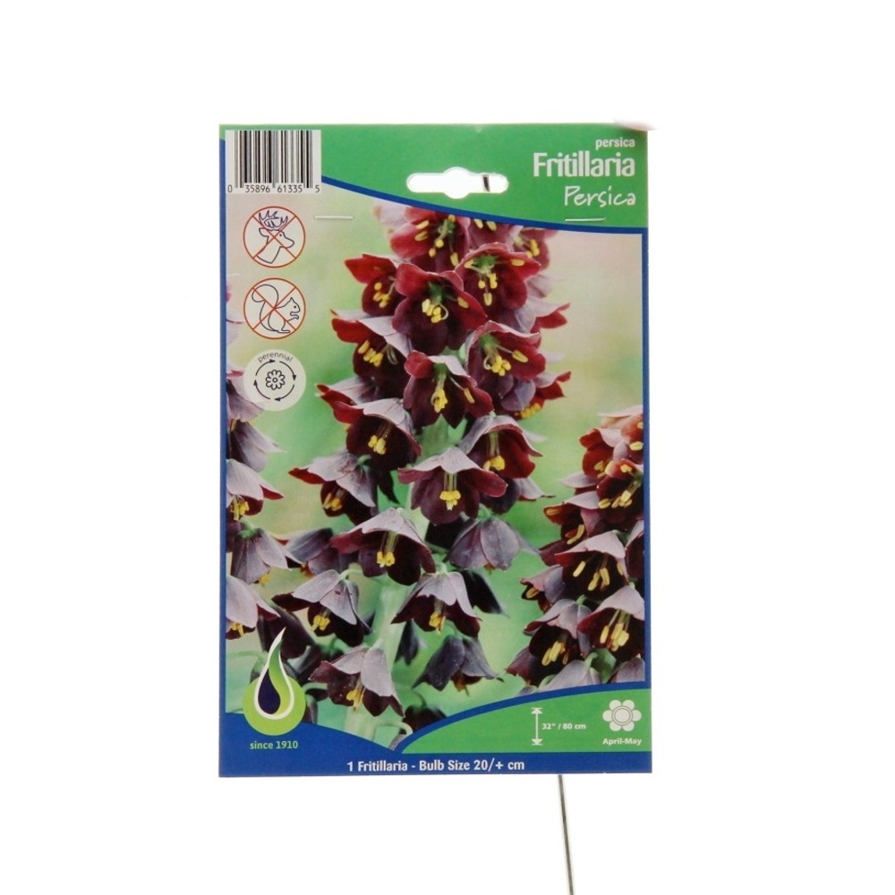 Rostliny - Řebčík perský 1ks