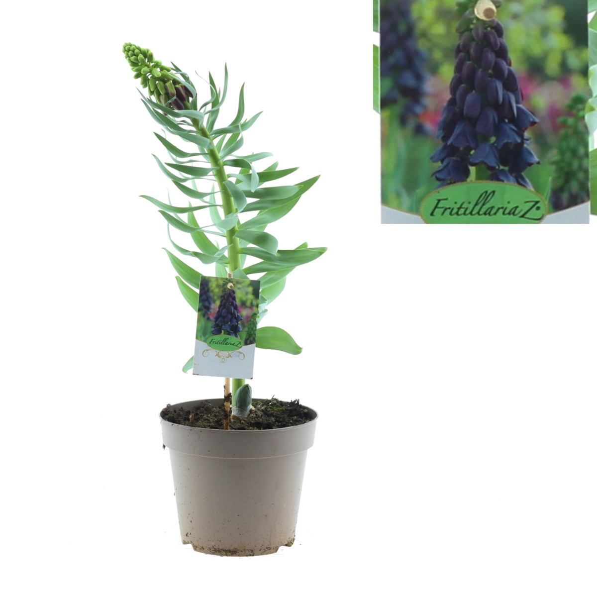 Na slunce - Řebčík perský Purple květináč 17cm