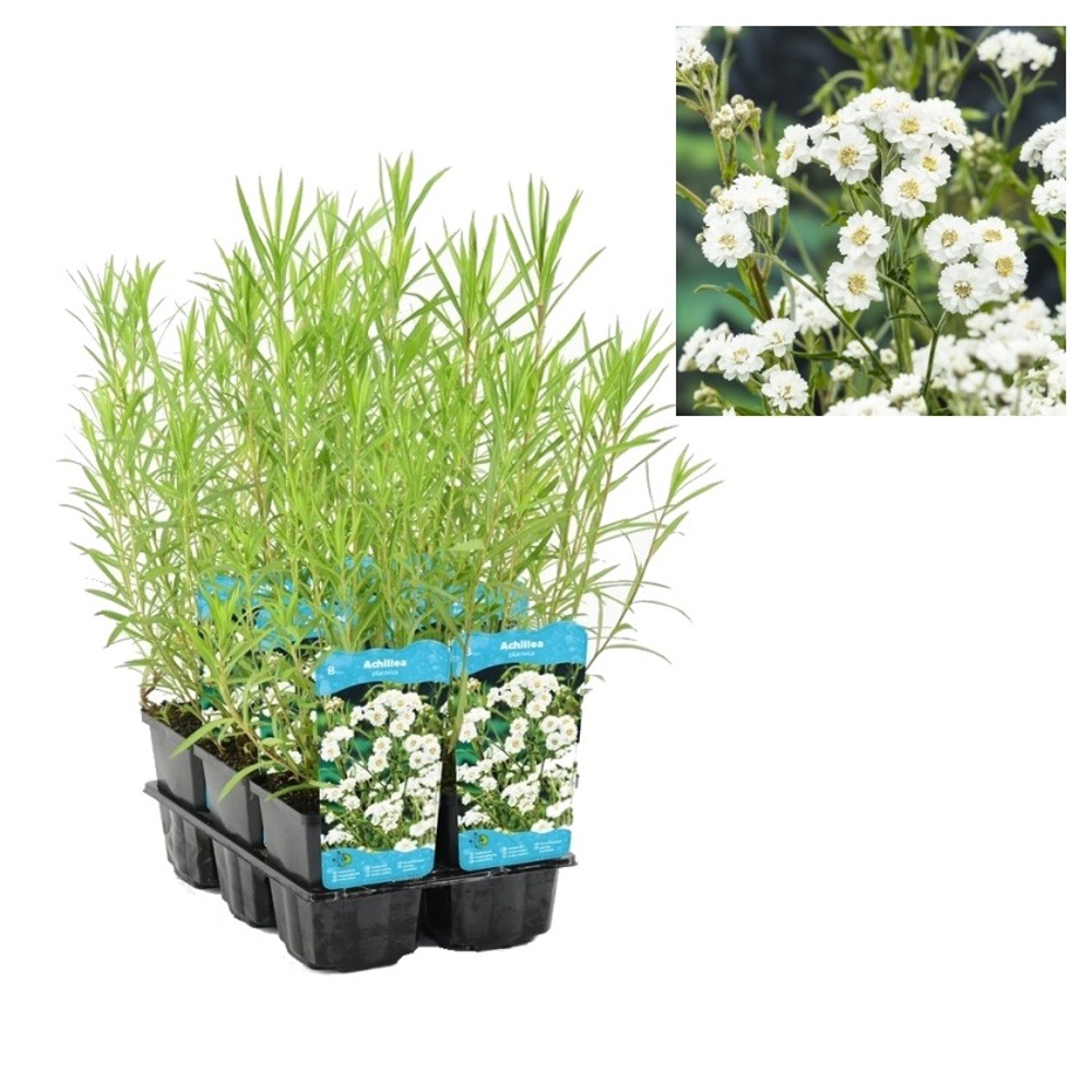 Rostliny - Řebříček bertrám květináč 9cm