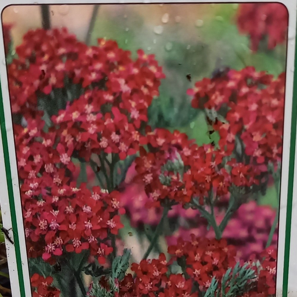 Na slunce - Řebříček obecný Cassis květináč 9cm
