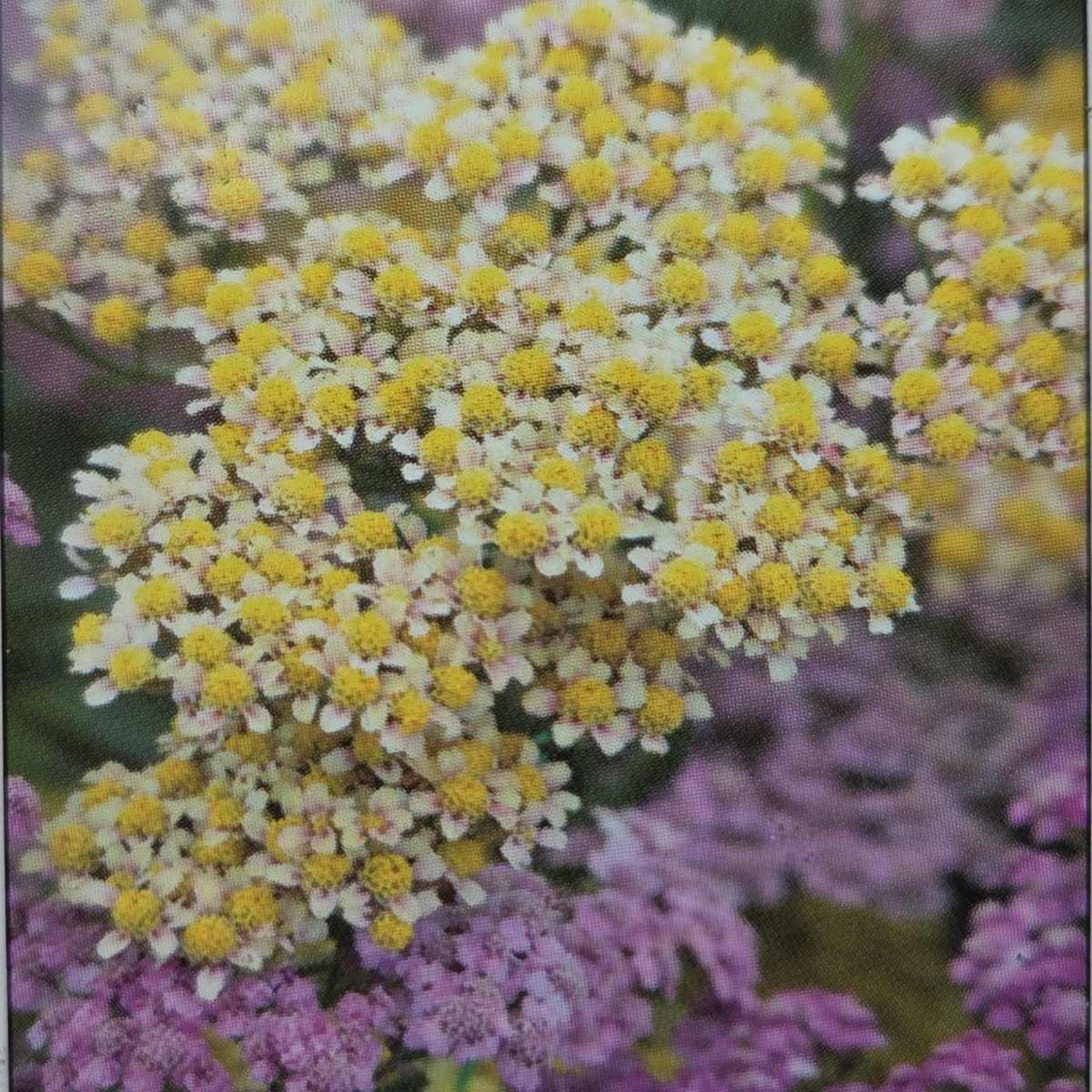 Na slunce - Řebříček obecný Summer Pastels květináč 9cm