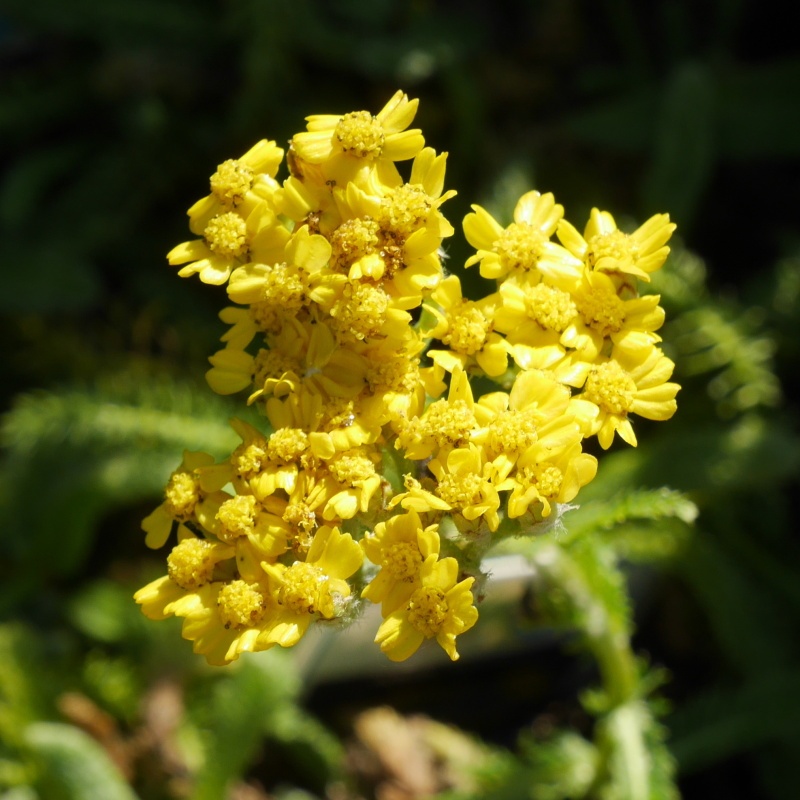 Na slunce - Řebříček plstnatý 'Aurea' 9cm