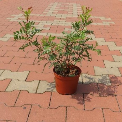 Nádobové květiny - Řečík lentišek květináč 17cm, výška 30/40cm, keř