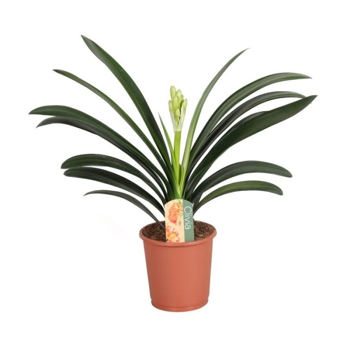 Okrasné pokojové rostliny - Řemenatka, klívie květináč 13cm