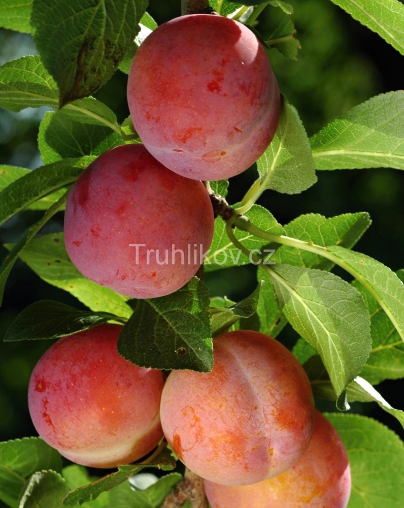 Rostliny - Renklóda 'Malvazinka' prostokořenné, zákrsek, CIZOSPRAŠNÁ