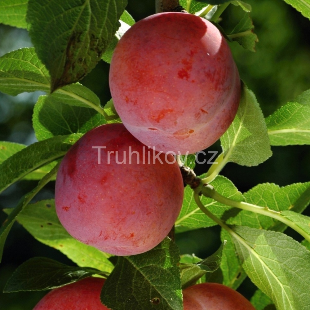 Renklóda 'Malvazinka' prostokořenné, zákrsek, CIZOSPRAŠNÁ-0