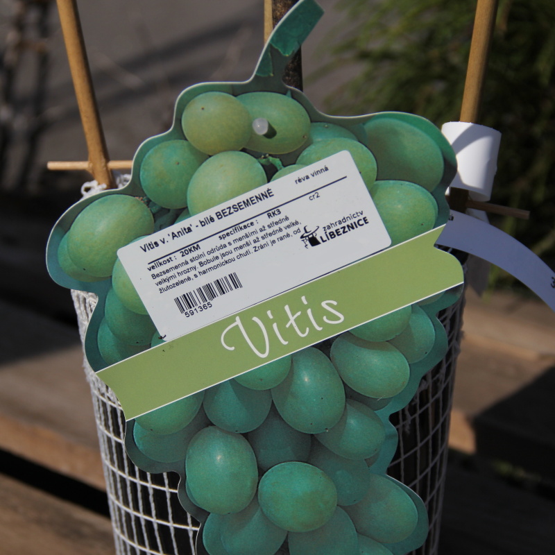 Révy - Réva vinná 'Anita' kmínek 20cm, květináč 3 litry, bezsemenná