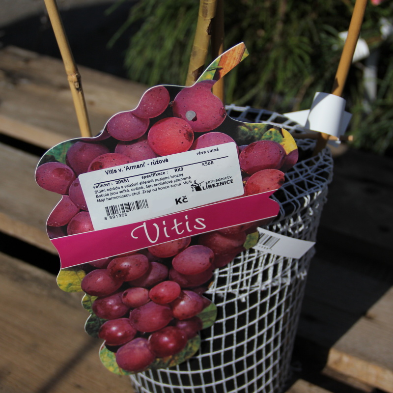 Révy - Réva vinná 'Armani' kmínek 20cm, květináč 3 litry