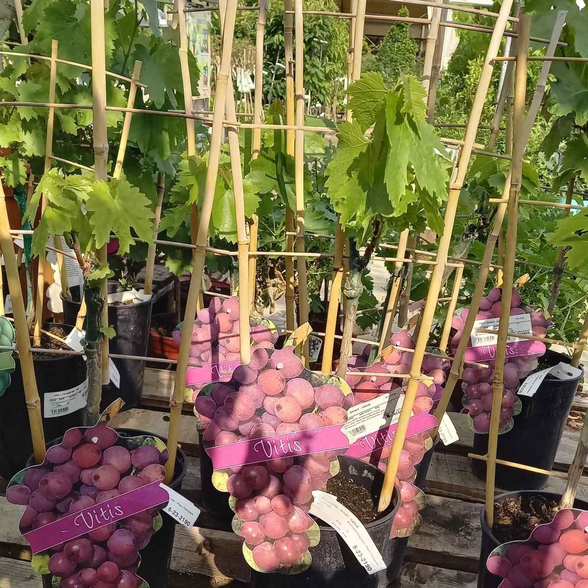 Révy - Réva vinná Armani květináč 3 litry