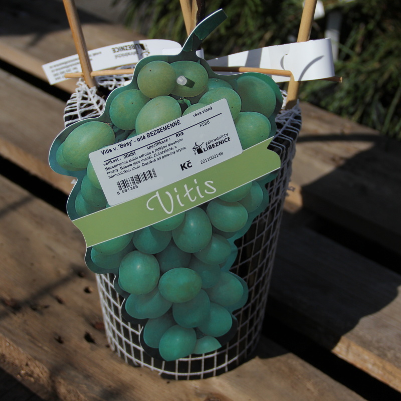 Révy - Réva vinná Besy kmínek 20cm, květináč 3 litry, bezsemenná