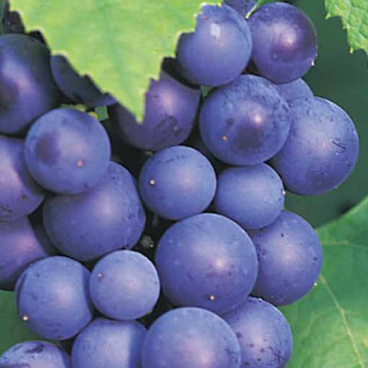 Rostliny - Réva vinná 'Boskoop Glory' květináč 2 litry, výška 55cm, modrá