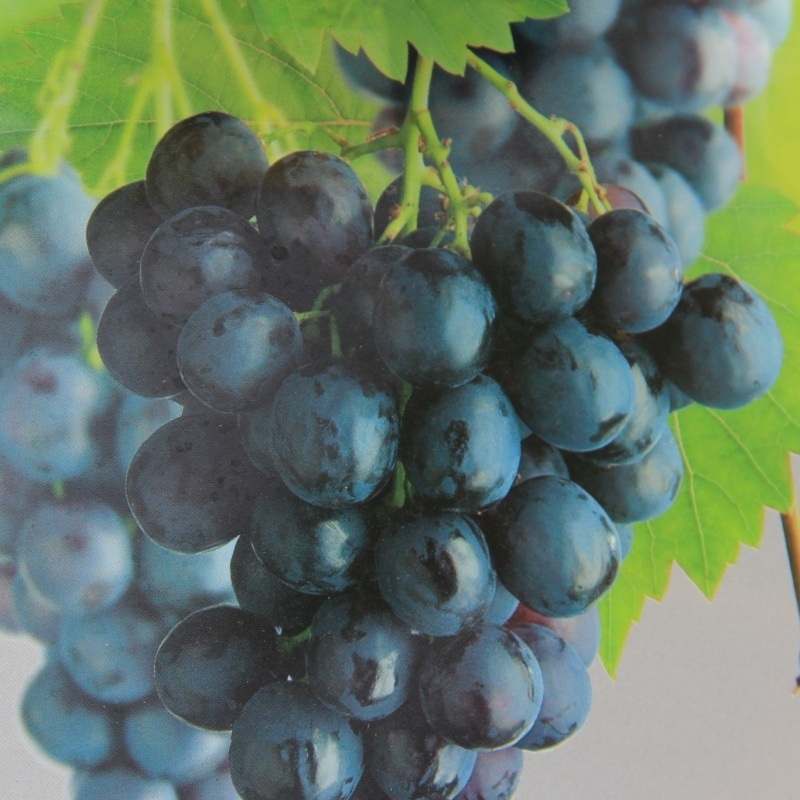 Révy - Réva vinná 'Boskoop Glory' květináč 5 litrů, modrá