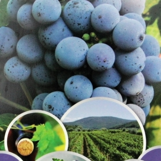 Révy - Réva vinná 'Cabernet Sauvignon' květináč 5 litrů, modrá