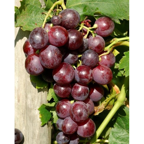 Révy - Réva vinná 'Cardinal' květináč 3 litry, kmínek 20cm, modrá