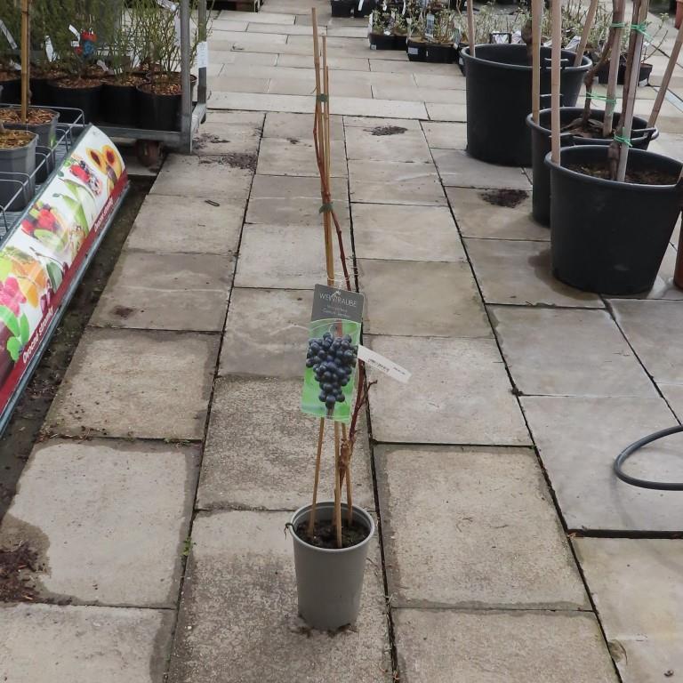 Rostliny - Réva vinná 'Centuri' květináč 3 litry, modrá, BEZSEMENNÁ