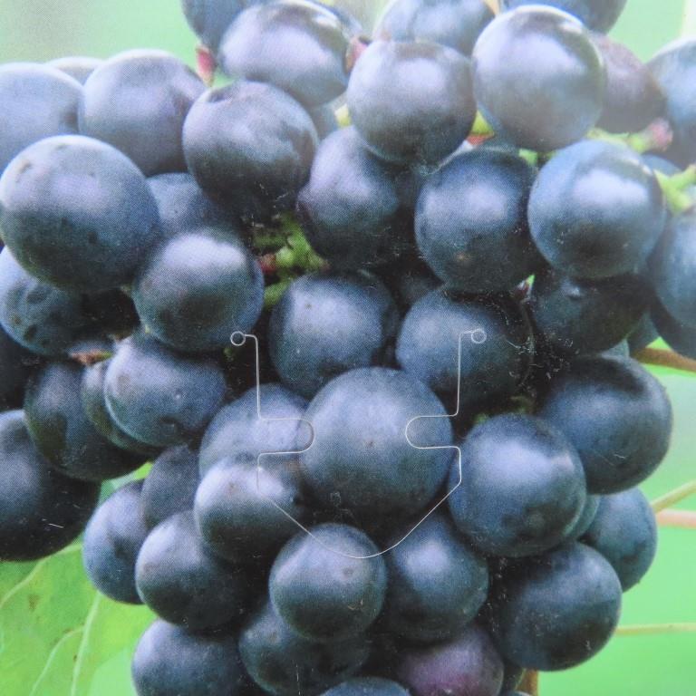 Réva vinná 'Centuri' květináč 3 litry, modrá, BEZSEMENNÁ-0