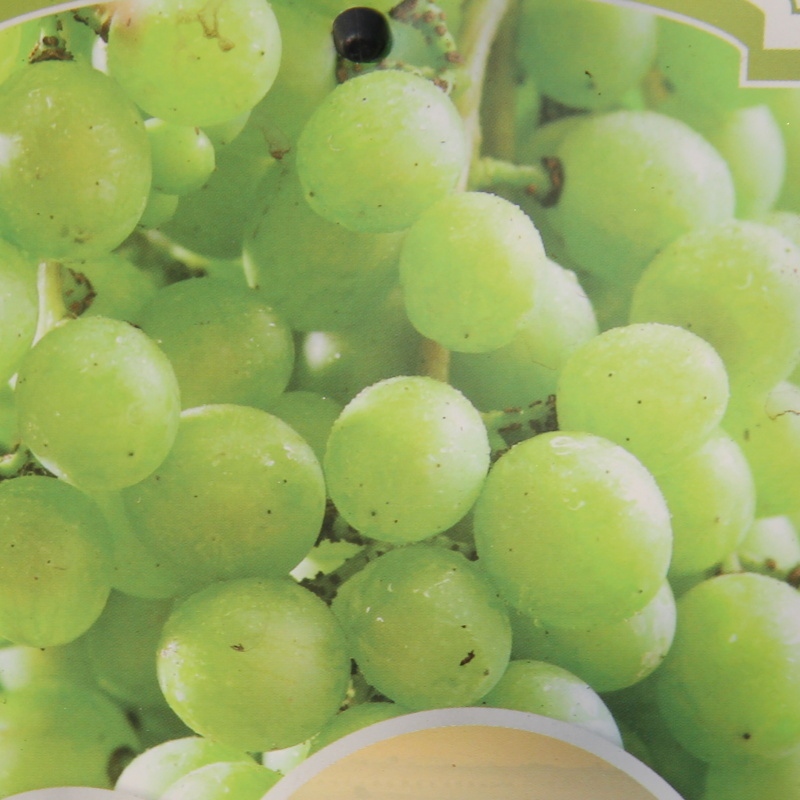 Révy - Réva vinná 'Chardonnay' květináč 5 litrů, bílá