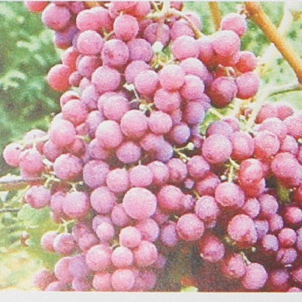 Révy - Réva vinná Chrupka červená květináč 3litry, růžová