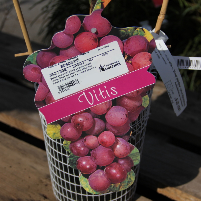 Rostliny - Réva vinná 'Einset Seedless' kmínek 20cm, květináč 3 litry, bezsemenná