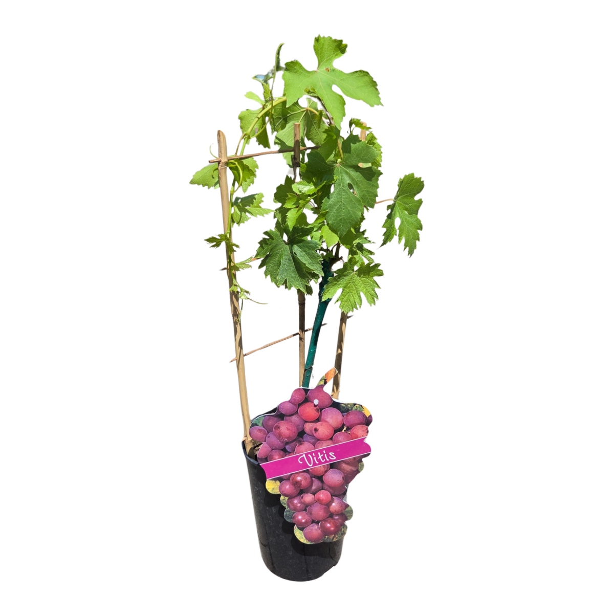 Révy - Réva vinná Everest kmínek 20cm, květináč 3 litry