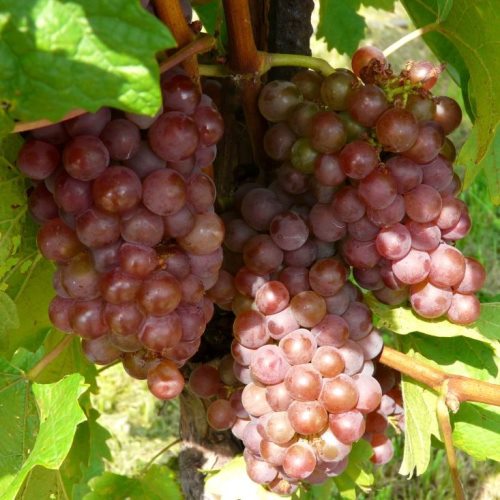 Révy - Réva vinná 'Festivalnyj' květináč 3 litry, kmínek 20cm, růžová