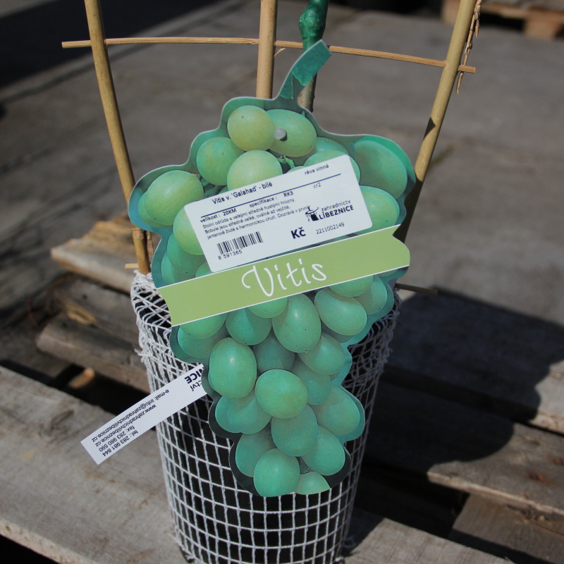 Rostliny - Réva vinná 'Galahad' kmínek 20cm, květináč 3 litry