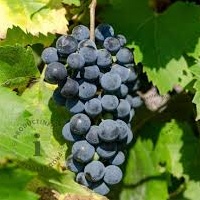 Révy - Réva vinná 'Glenora' květináč 3 litry, kmínek 20cm, modrá, BEZSEMENNÁ