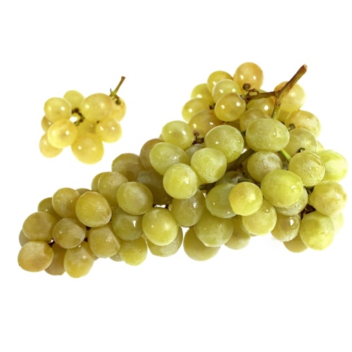 Rostliny - Réva vinná 'Himrod' květináč 3 litry, kmínek 20cm, bílá, BEZSEMENNÁ