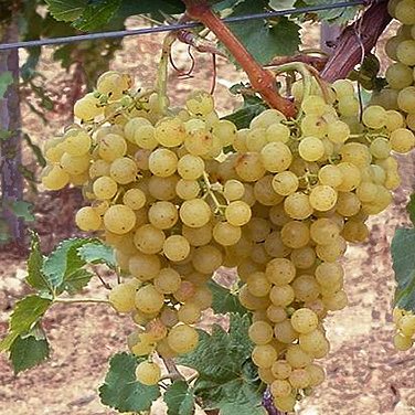 Révy - Réva vinná 'Irsai Oliver' květináč 3 litry, bílá