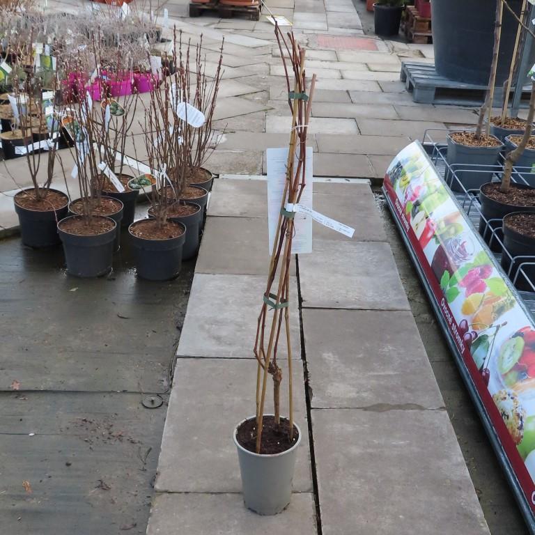 Rostliny - Réva vinná květináč 3 litry, výška 80/100cm, červená