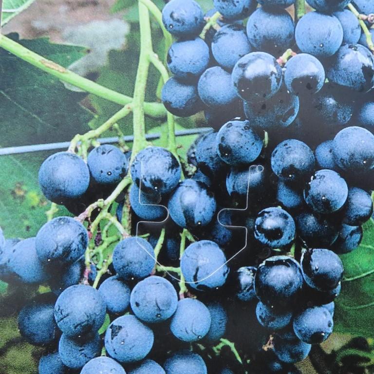 Rostliny - Réva vinná květináč 3 litry, výška 80/100cm, modrá