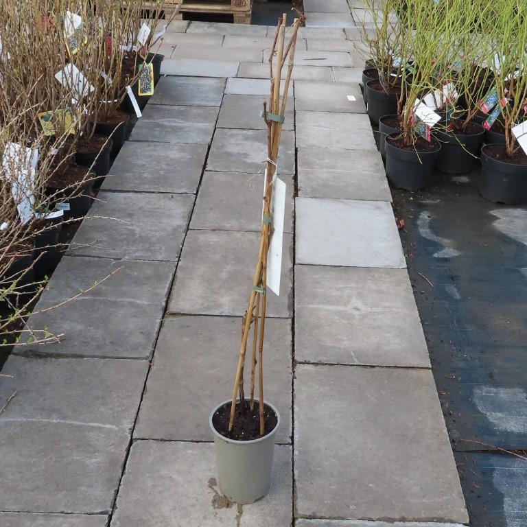 Réva vinná květináč 3 litry, výška 80/100cm, modrá-0