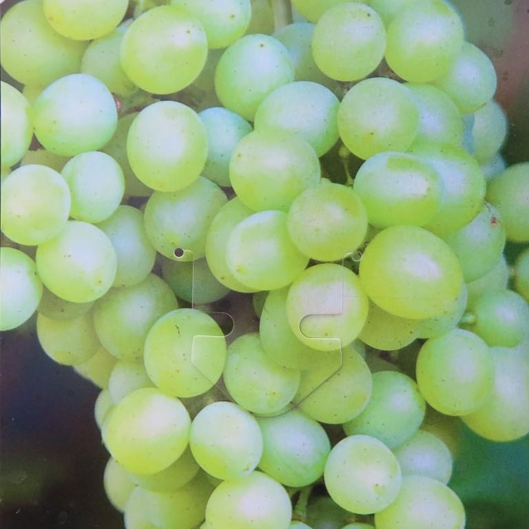 Rostliny - Réva vinná květináč 3 litry, výška 80/100cm, žlutá