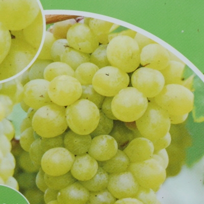 Révy - Réva vinná 'Lakemont' květináč 2 litry, bílá, BEZSEMENNÁ