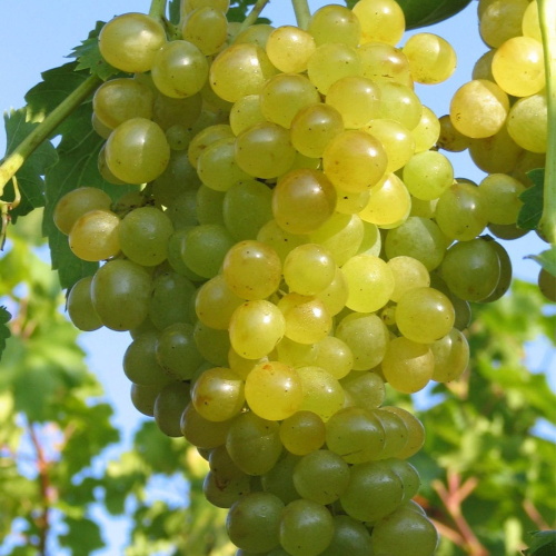 Révy - Réva vinná 'Millenium' květináč 3 litry, bílá, BEZSEMENNÁ