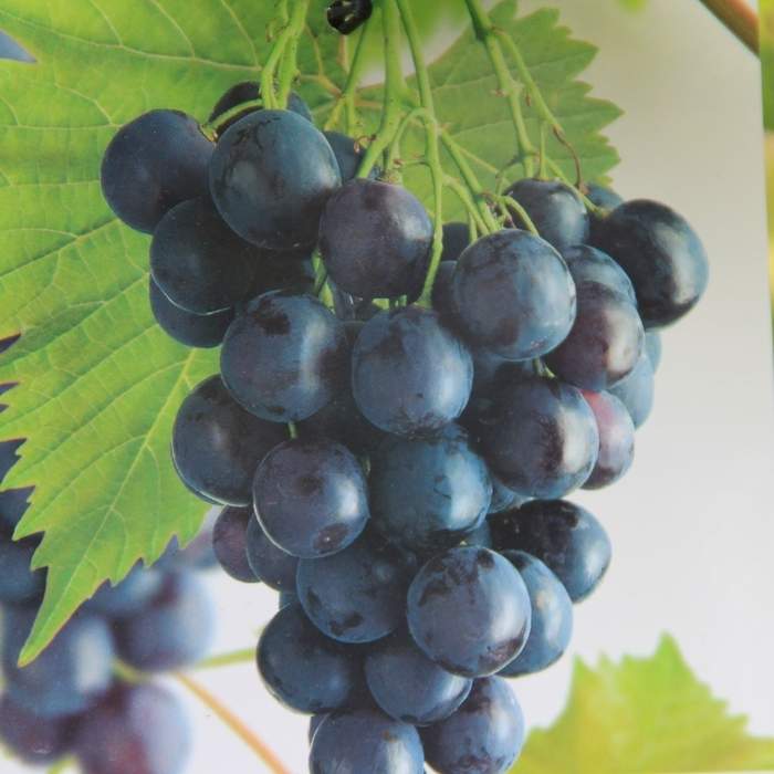 Maliníky - Réva vinná 'Muscat Bleu' kmínek 100cm, modrá