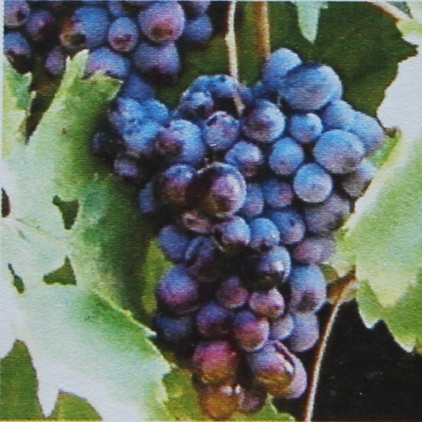 Révy - Réva vinná 'Ónyx' květináč 3litry, modrá